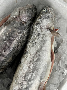 Форель НП Ладожская