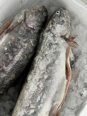 Форель НП Ладожская