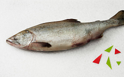 Горбуша с/м