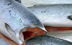 Кижуч без головы, с/м